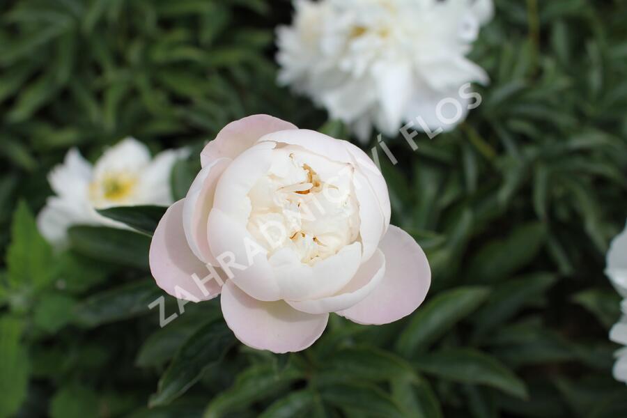 Pivoňka bělokvětá 'Miss Amerika' - Paeonia lactiflora 'Miss Amerika'