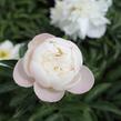 Pivoňka bělokvětá 'Miss Amerika' - Paeonia lactiflora 'Miss Amerika'