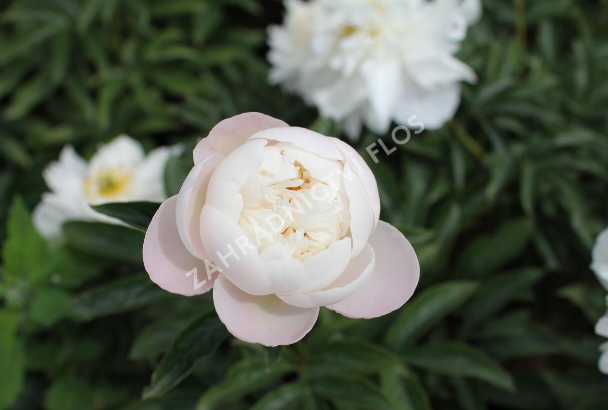 Pivoňka bělokvětá 'Miss Amerika' - Paeonia lactiflora 'Miss Amerika'