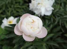 Pivoňka bělokvětá 'Miss Amerika' - Paeonia lactiflora 'Miss Amerika'