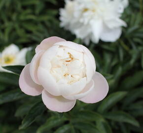 Pivoňka bělokvětá 'Miss Amerika' - Paeonia lactiflora 'Miss Amerika'