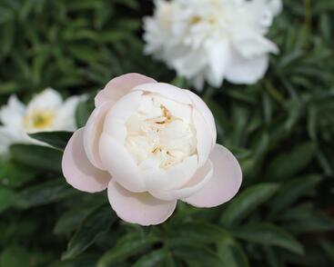 Pivoňka bělokvětá 'Miss Amerika'