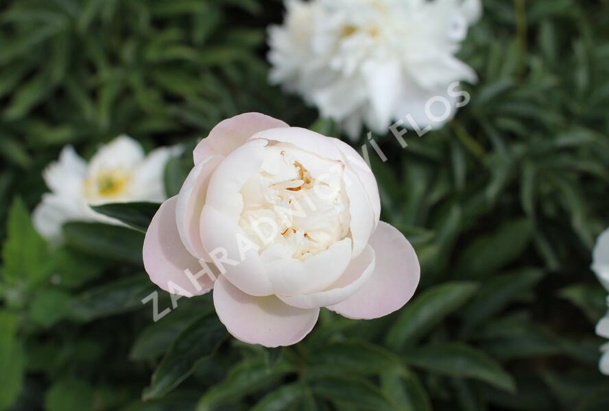 Pivoňka bělokvětá 'Miss Amerika' - Paeonia lactiflora 'Miss Amerika'