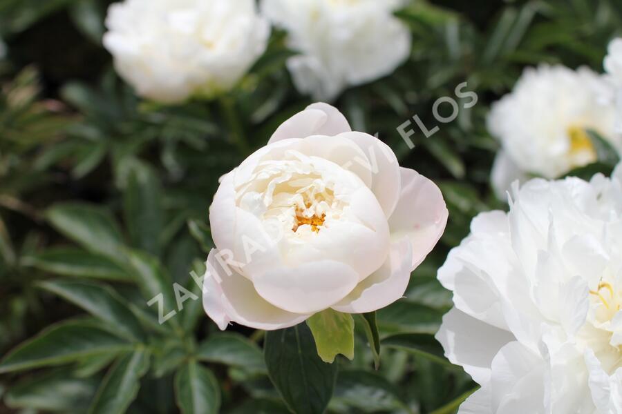 Pivoňka bělokvětá 'Miss Amerika' - Paeonia lactiflora 'Miss Amerika'