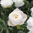 Pivoňka bělokvětá 'Miss Amerika' - Paeonia lactiflora 'Miss Amerika'