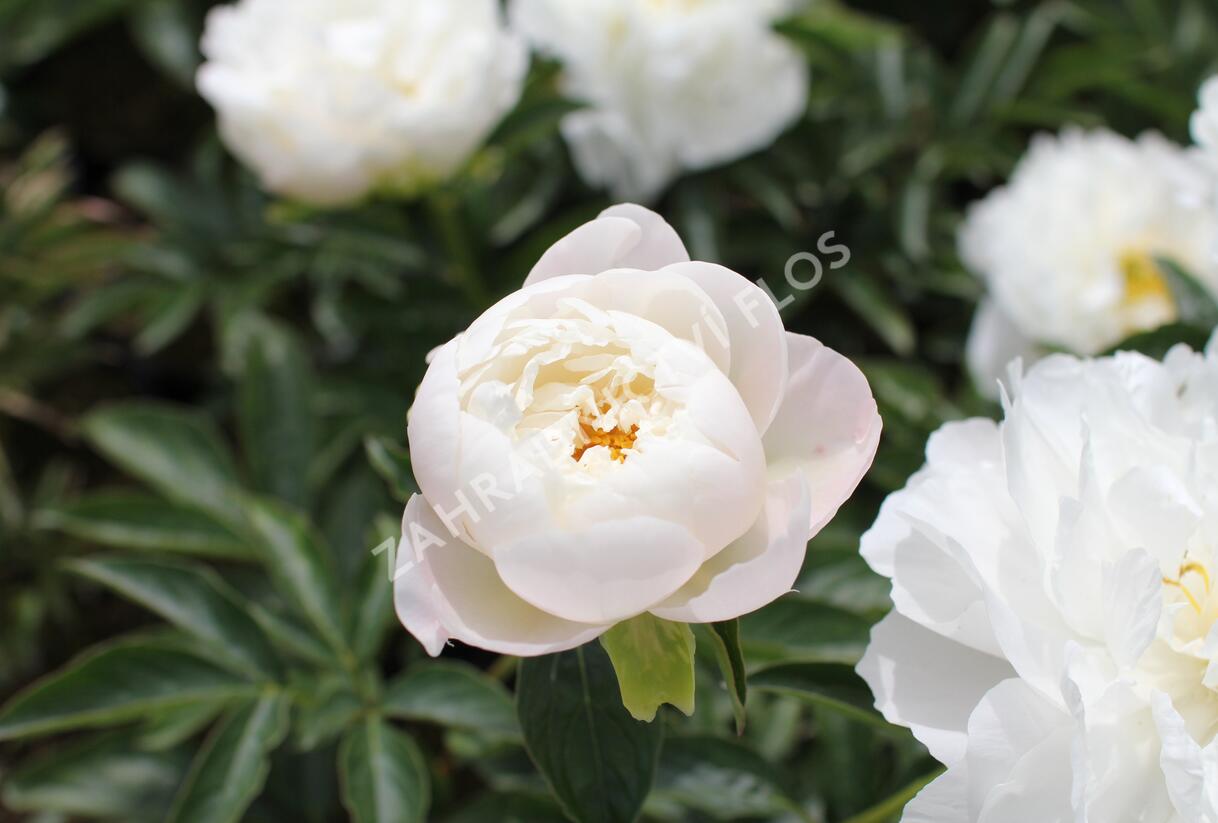 Pivoňka bělokvětá 'Miss Amerika' - Paeonia lactiflora 'Miss Amerika'