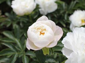 Pivoňka bělokvětá 'Miss Amerika' - Paeonia lactiflora 'Miss Amerika'