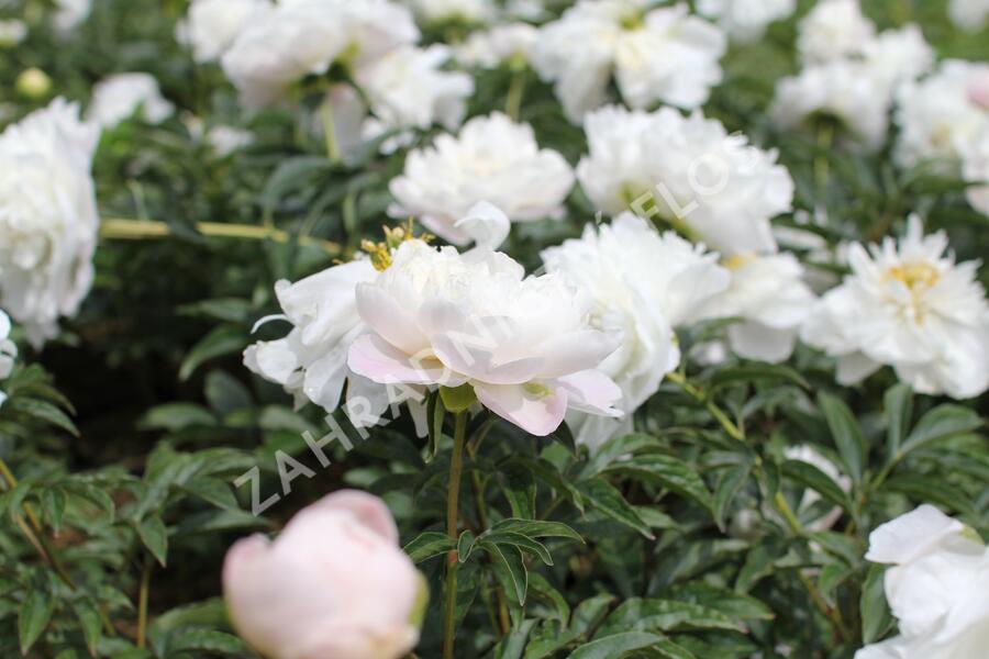 Pivoňka bělokvětá 'Miss Amerika' - Paeonia lactiflora 'Miss Amerika'