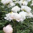 Pivoňka bělokvětá 'Miss Amerika' - Paeonia lactiflora 'Miss Amerika'