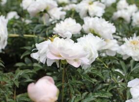 Pivoňka bělokvětá 'Miss Amerika' - Paeonia lactiflora 'Miss Amerika'