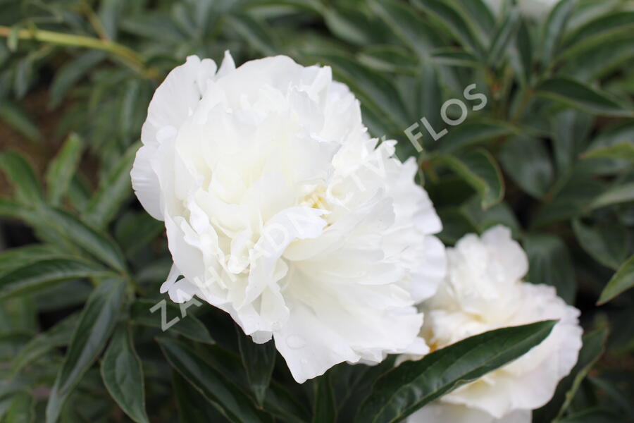 Pivoňka bělokvětá 'Miss Amerika' - Paeonia lactiflora 'Miss Amerika'