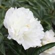Pivoňka bělokvětá 'Miss Amerika' - Paeonia lactiflora 'Miss Amerika'