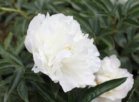 Pivoňka bělokvětá 'Miss Amerika' - Paeonia lactiflora 'Miss Amerika'