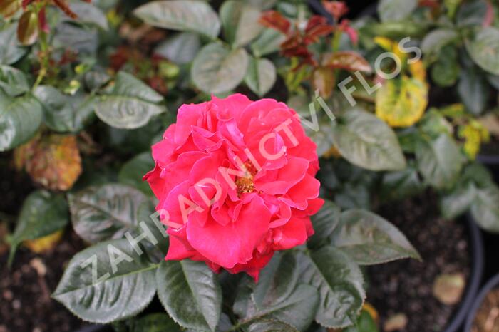 Růže velkokvětá Meilland 'Magali' - Rosa VK 'Magali'