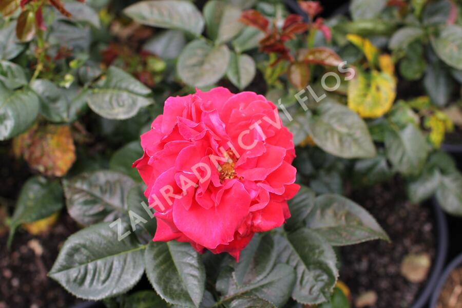 Růže velkokvětá Meilland 'Magali' - Rosa VK 'Magali'