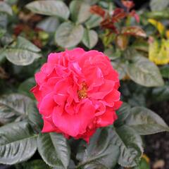 Růže velkokvětá Meilland 'Magali' - Rosa VK 'Magali'