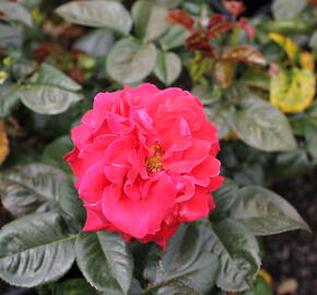 Růže velkokvětá Meilland 'Magali' - Rosa VK 'Magali'
