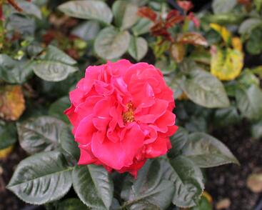 Růže velkokvětá Meilland 'Magali'