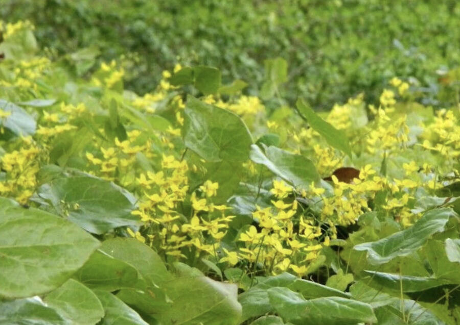 Škornice zpeřená 'Elegans' - Epimedium pinnatum 'Elegans'