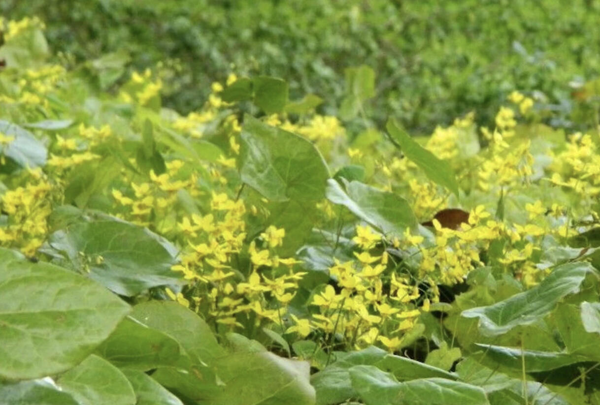 Škornice zpeřená 'Elegans' - Epimedium pinnatum 'Elegans'