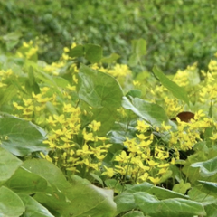 Škornice zpeřená 'Elegans' - Epimedium pinnatum 'Elegans'