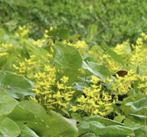 Škornice zpeřená 'Elegans' - Epimedium pinnatum 'Elegans'