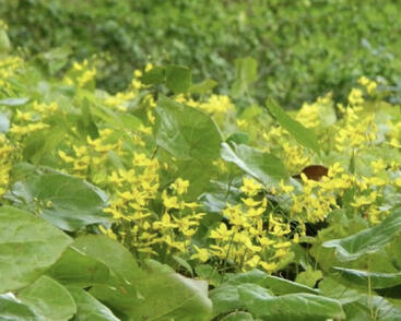 Škornice zpeřená 'Elegans'