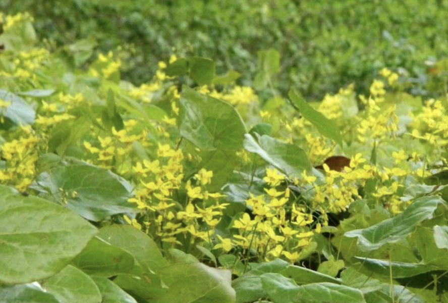 Škornice zpeřená 'Elegans' - Epimedium pinnatum 'Elegans'