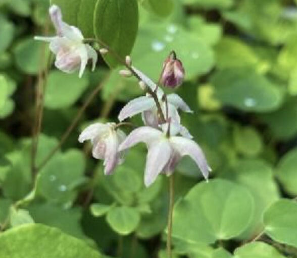 Škornice Youngova 'Typ Zillmer' - Epimedium youngianum 'Typ Zillmer'