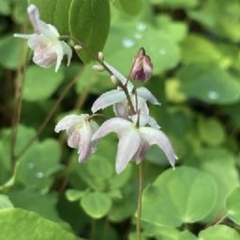Škornice Youngova 'Typ Zillmer' - Epimedium youngianum 'Typ Zillmer'