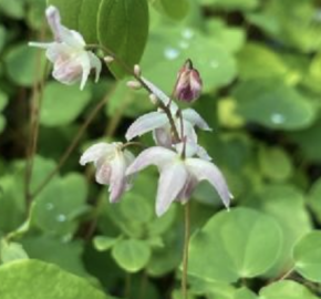 Škornice Youngova 'Typ Zillmer' - Epimedium youngianum 'Typ Zillmer'
