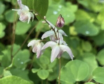 Škornice Youngova 'Typ Zillmer'
