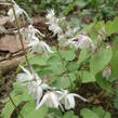 Škornice Youngova 'Yenomoto' - Epimedium youngianum 'Yenomoto'