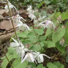 Škornice Youngova 'Yenomoto' - Epimedium youngianum 'Yenomoto'