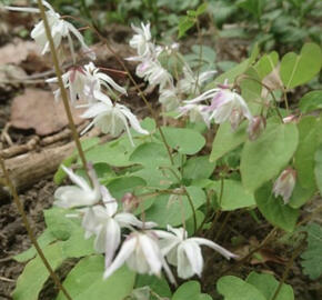 Škornice Youngova 'Yenomoto'