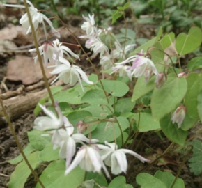 Škornice Youngova 'Yenomoto' - Epimedium youngianum 'Yenomoto'