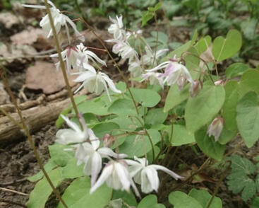 Škornice Youngova 'Yenomoto'