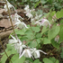Epimedium youngianum 'Yenomoto'.png