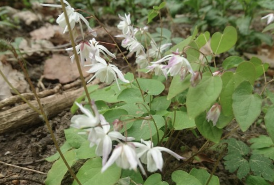 Škornice Youngova 'Yenomoto' - Epimedium youngianum 'Yenomoto'