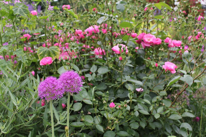 Růže česnek a ořechokřídlec