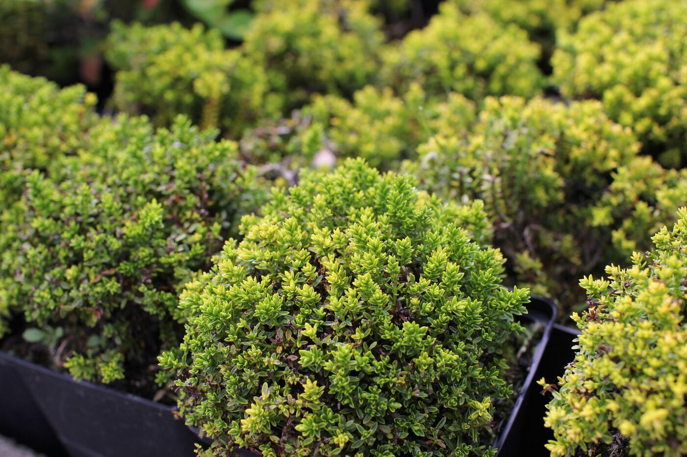 Hebe ''Green Globe''_03