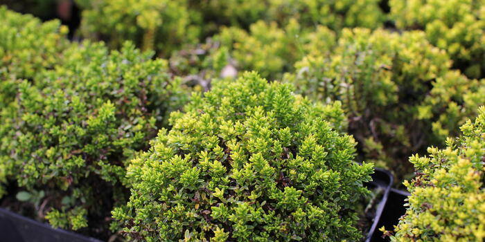 Hebe ''Green Globe''_03