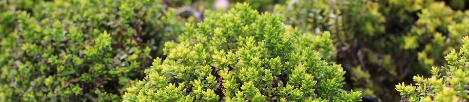 Hebe ''Green Globe''_03