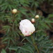 Pivoňka bělokvětá 'Shirley Temple' - Paeonia lactiflora 'Shirley Temple'