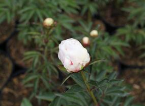 Pivoňka bělokvětá 'Shirley Temple' - Paeonia lactiflora 'Shirley Temple'