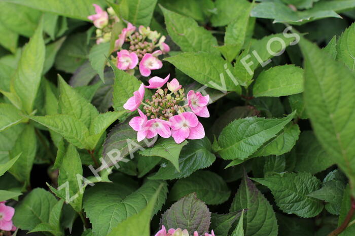 Hortenzie pilovitá 'Blue Clouds' - Hydrangea serrata 'Blue Clouds'