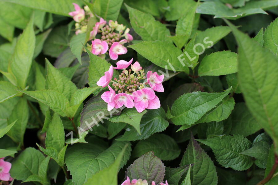 Hortenzie pilovitá 'Blue Clouds' - Hydrangea serrata 'Blue Clouds'