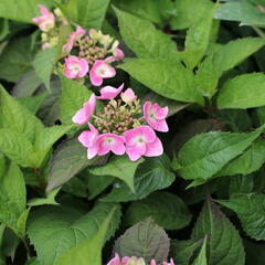 Hortenzie pilovitá 'Blue Clouds' - Hydrangea serrata 'Blue Clouds'