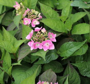 Hortenzie pilovitá 'Blue Clouds' - Hydrangea serrata 'Blue Clouds'