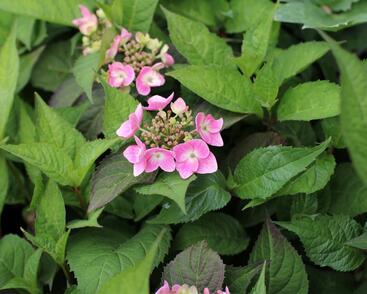 Hortenzie pilovitá 'Blue Clouds'